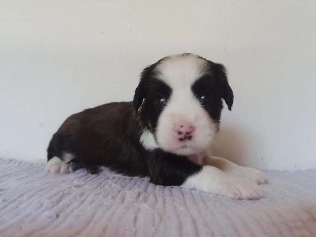 Tinghsa Bells J Litter 013