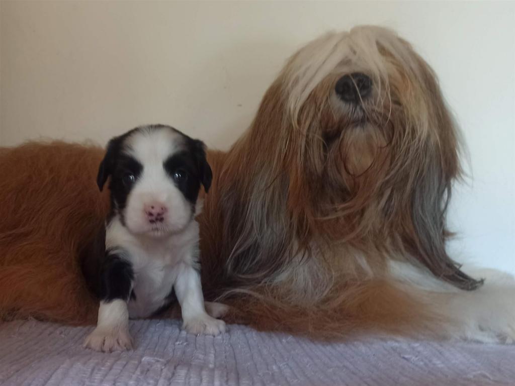 Tinghsa Bells J Litter 015