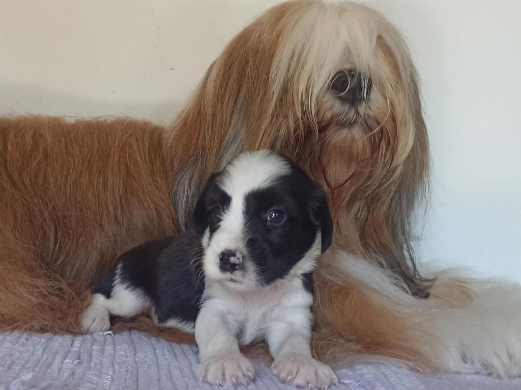 Tinghsa Bells J Litter 016