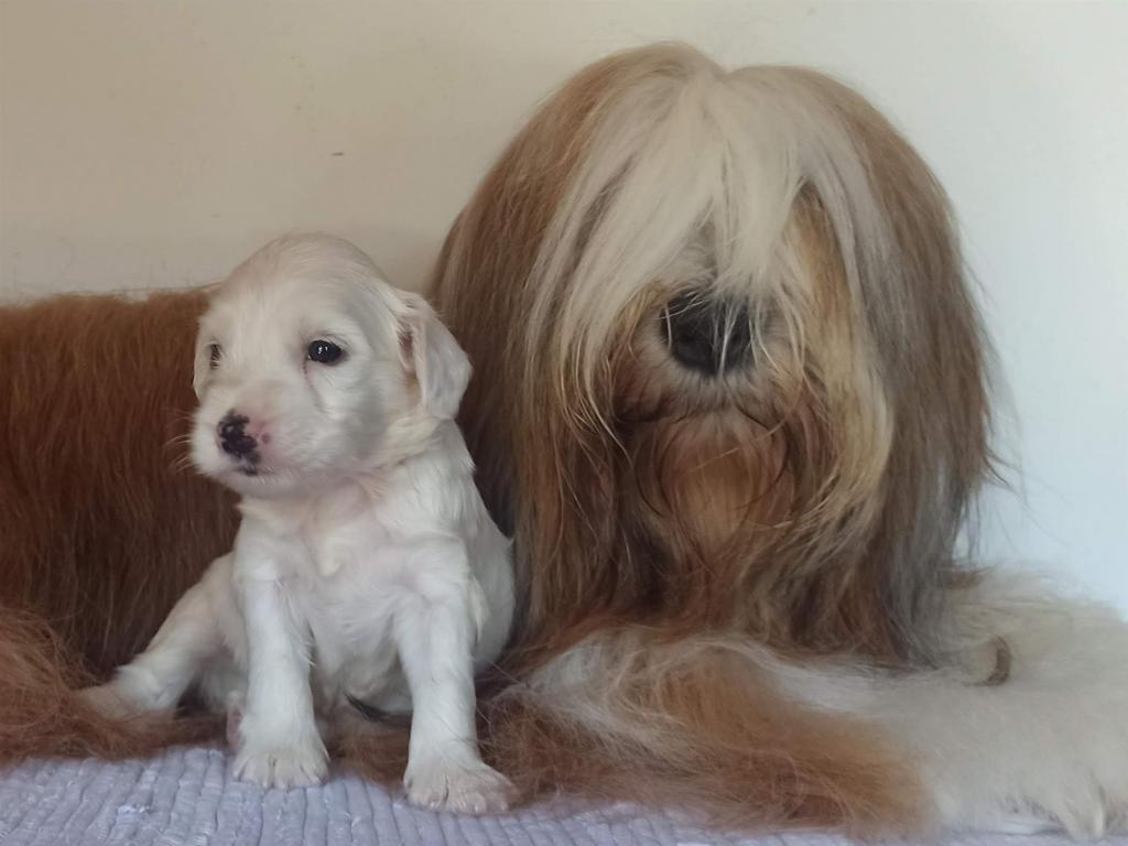 Tinghsa Bells J Litter 018