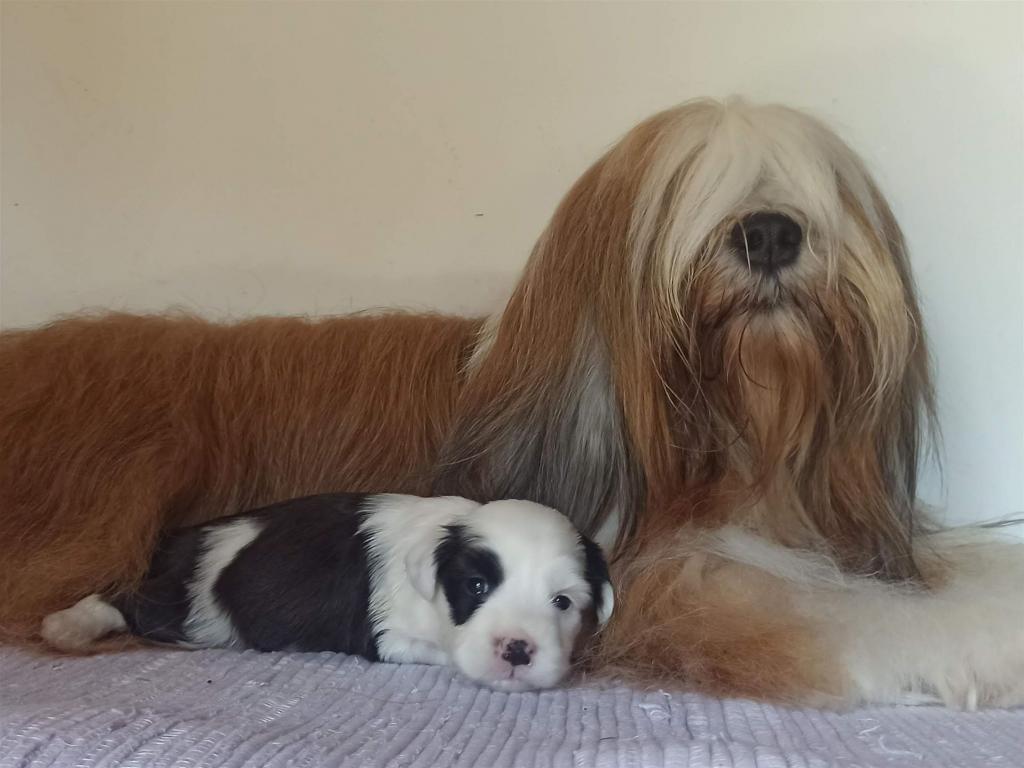 Tinghsa Bells J Litter 019