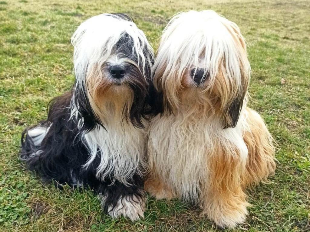 Messenger_creation_713790380232777