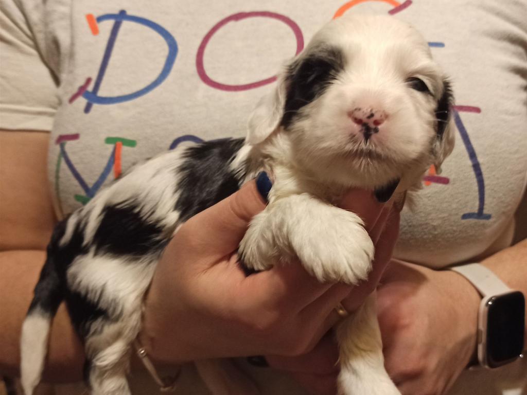 IMG_20260129_172117~2