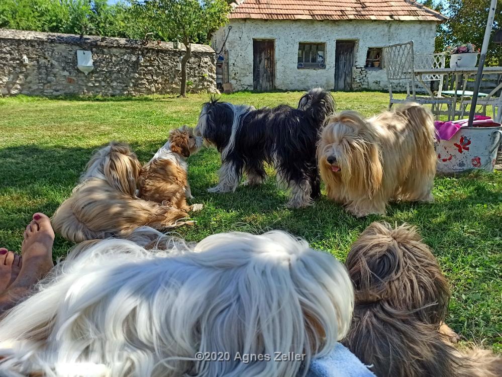 Tinghsa Bells Tibetan Terrier 0019