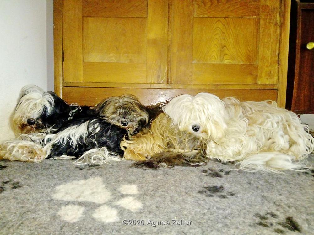 Tinghsa Bells Tibetan Terrier 0033