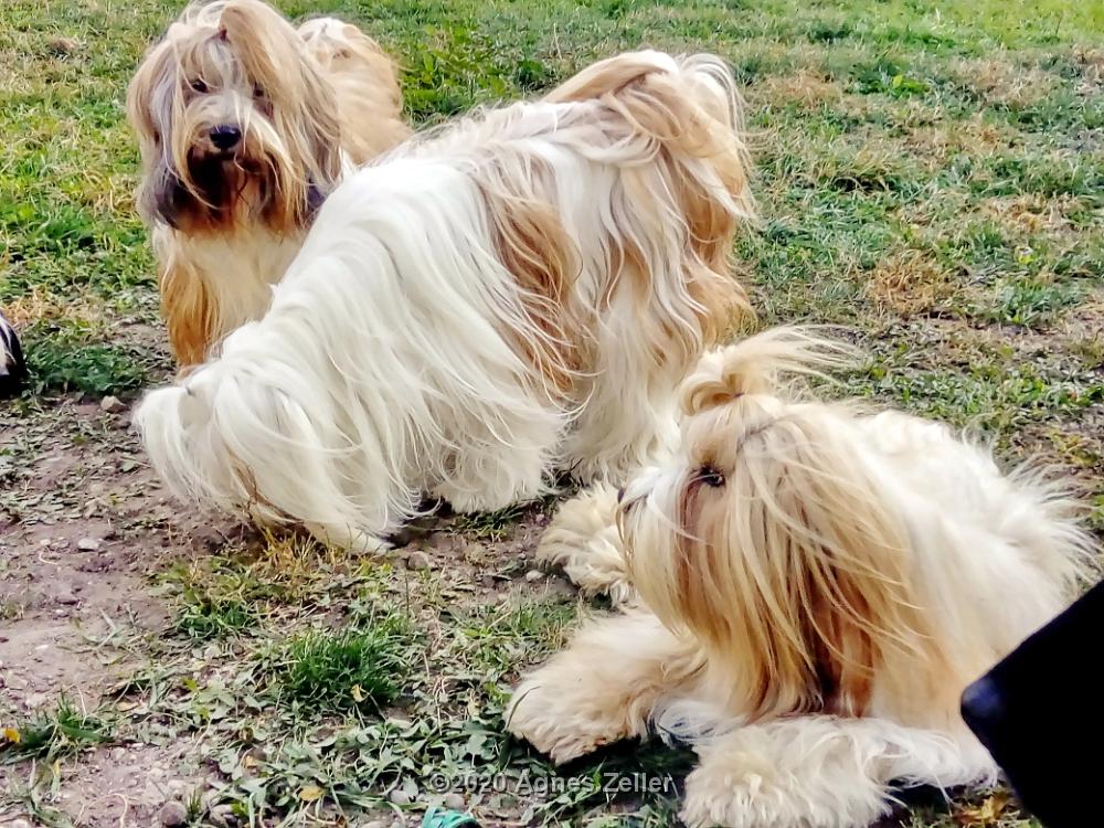 Tinghsa Bells Tibetan Terrier 0074