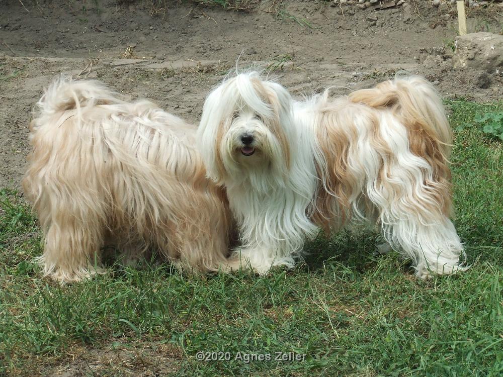 Tinghsa Bells Tibetan Terrier 0346