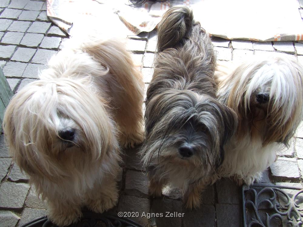 Tinghsa Bells Tibetan Terrier 0347