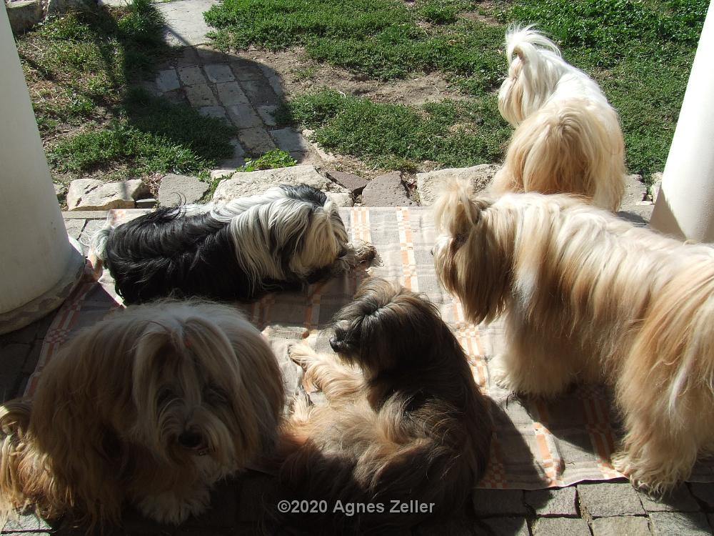 Tinghsa Bells Tibetan Terrier 0348