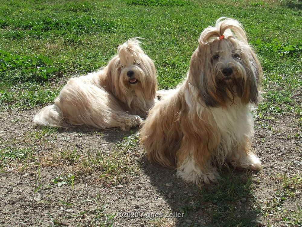 Tinghsa Bells Tibetan Terrier 0349