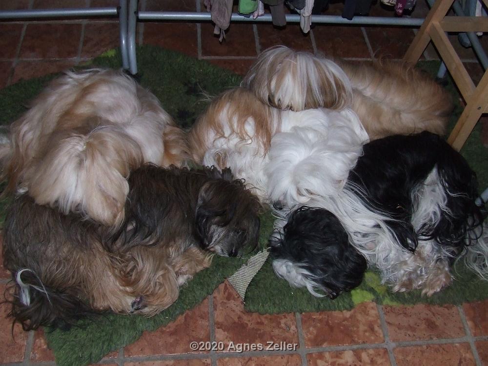 Tinghsa Bells Tibetan Terrier 0350