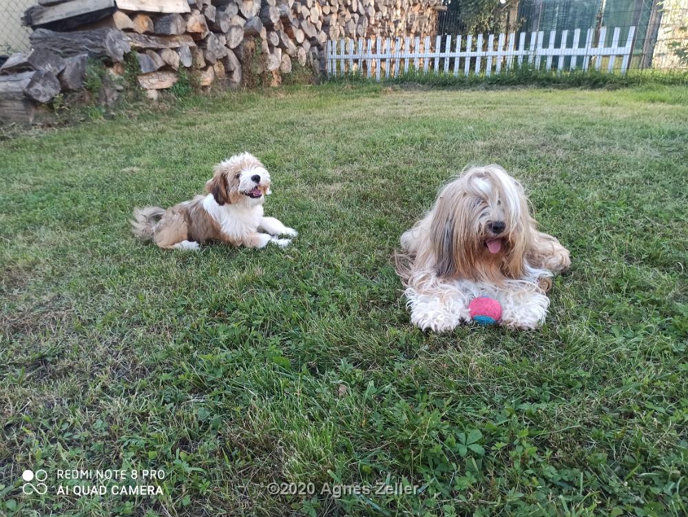 Tinghsa Bells Tibetan Terrier 0351