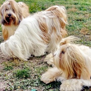 Tinghsa Bells Tibetan Terrier 0074