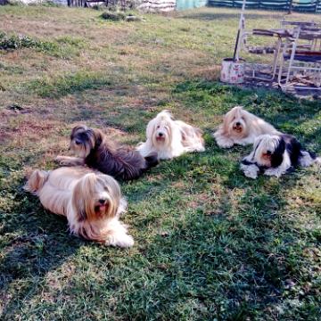 Tinghsa Bells Tibetan Terrier 0081