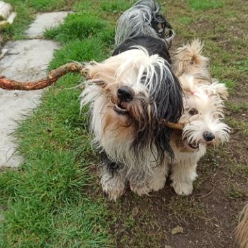 Tinghsa Bells Tibetan Terrier 0341