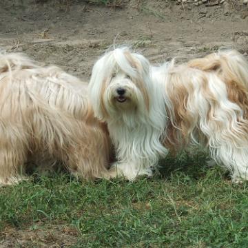 Tinghsa Bells Tibetan Terrier 0346