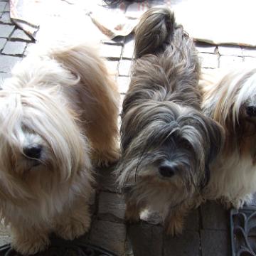 Tinghsa Bells Tibetan Terrier 0347