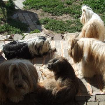 Tinghsa Bells Tibetan Terrier 0348