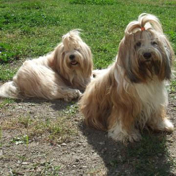 Tinghsa Bells Tibetan Terrier 0349