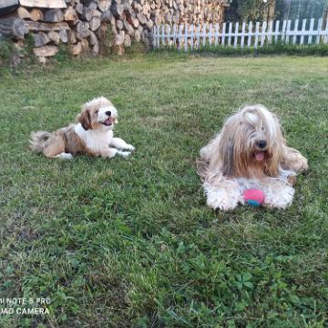 Tinghsa Bells Tibetan Terrier 0351