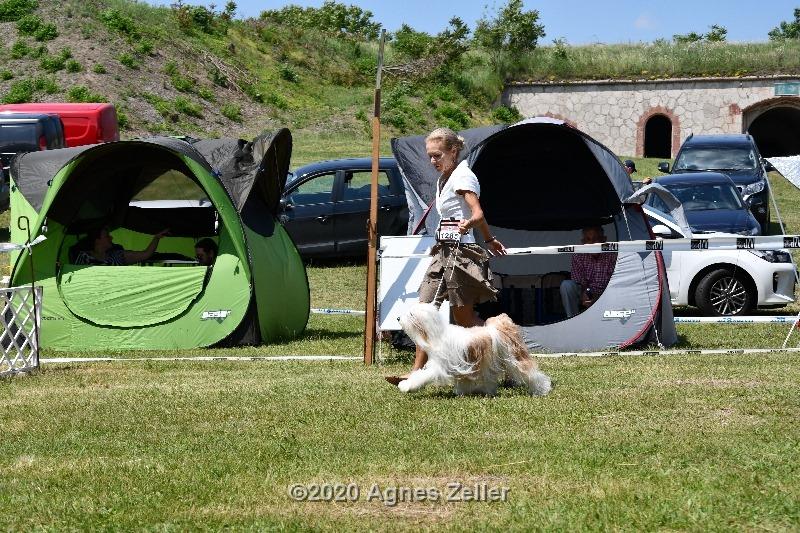 Tinghsa Bells Tibetan Terrier 0141
