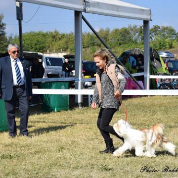Tinghsa Bells Tibetan Terrier 0143