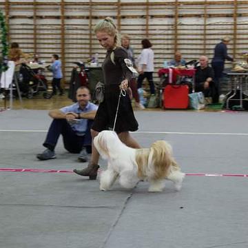 Tinghsa Bells Tibetan Terrier 0158