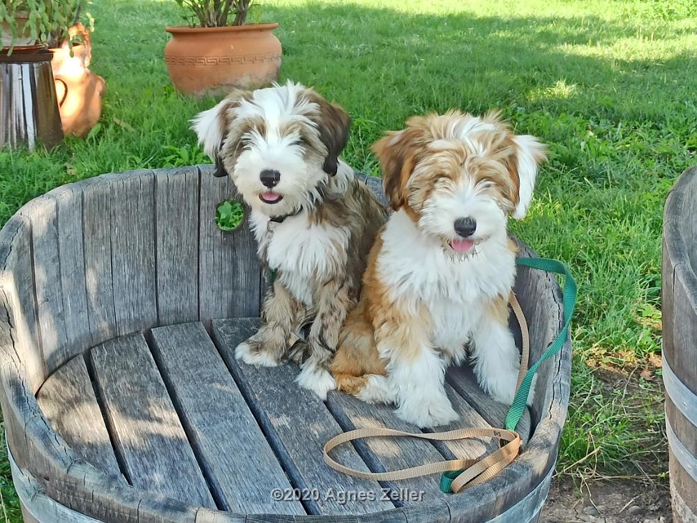Tinghsa Bells Tibetan Terrier 0009