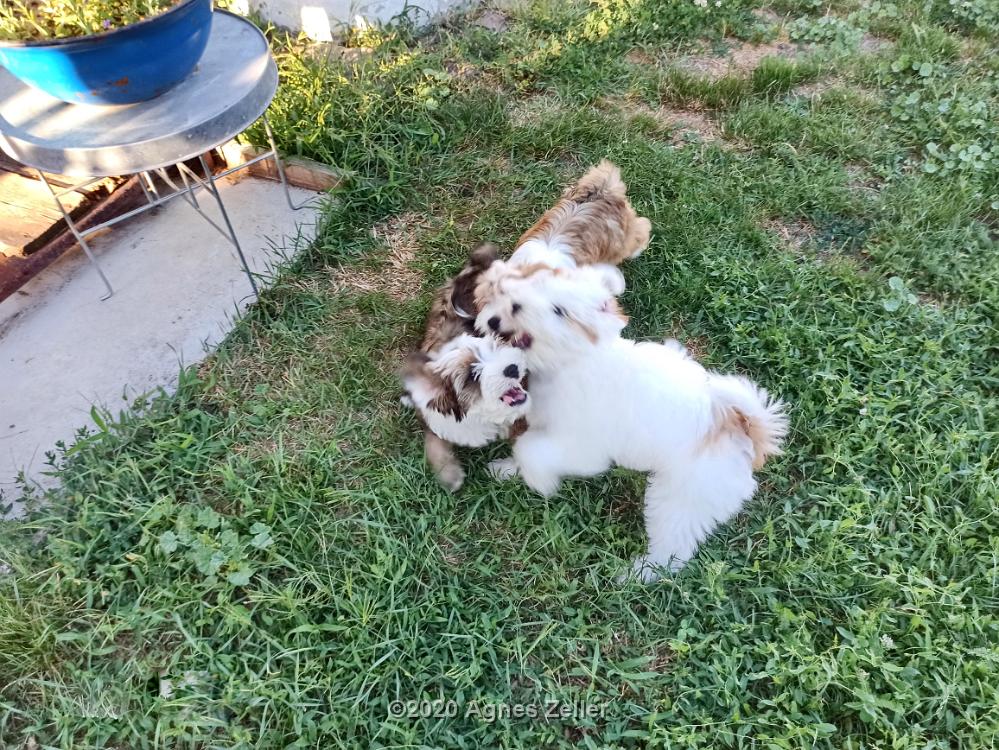Tinghsa Bells Tibetan Terrier 0014