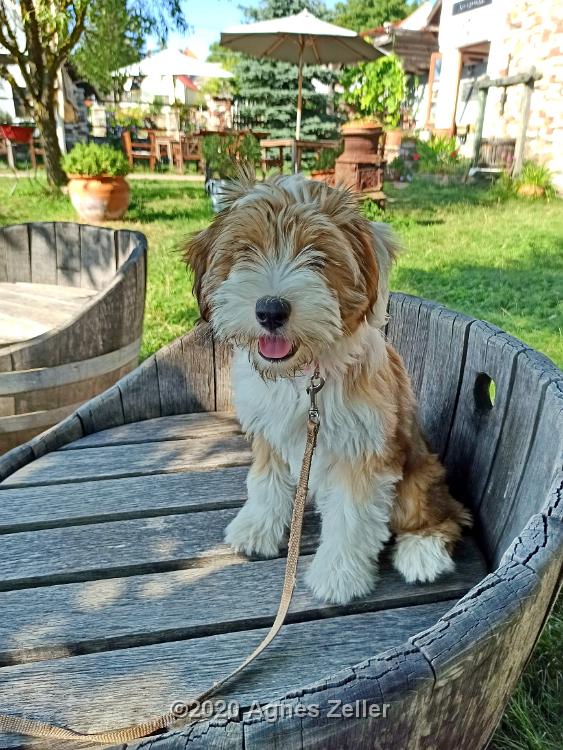 Tinghsa Bells Tibetan Terrier 0015