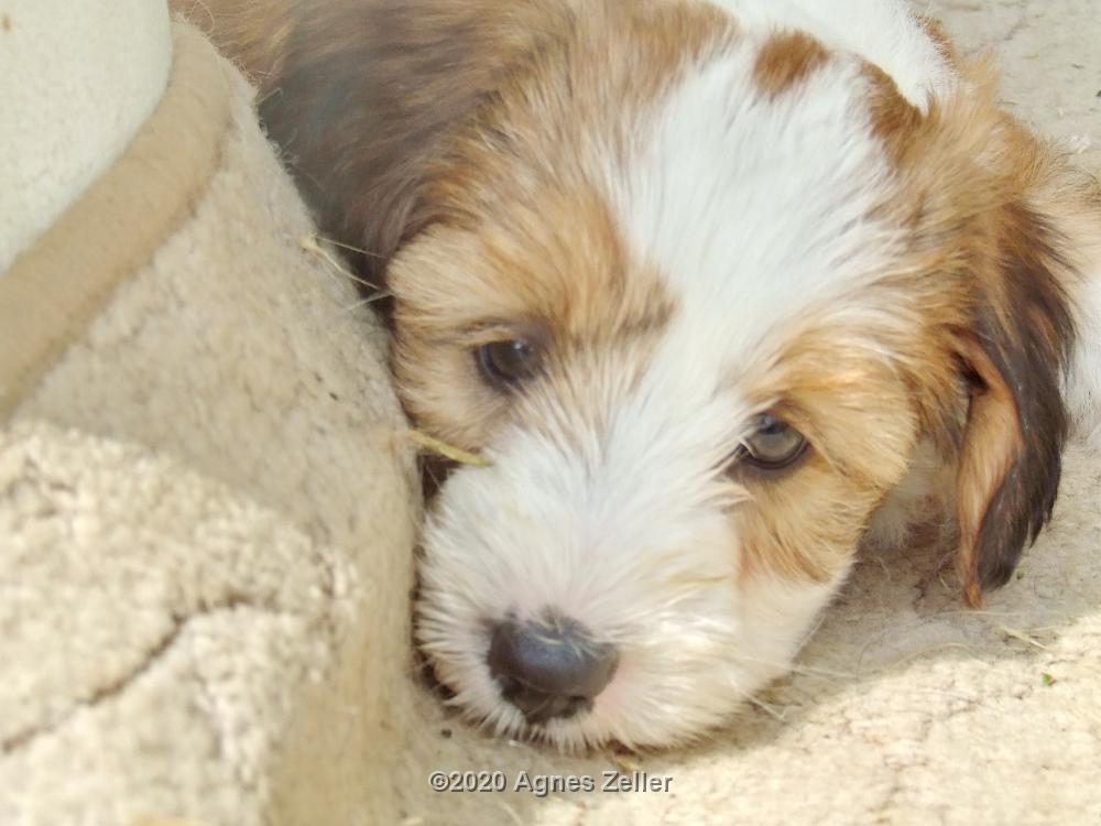 Tinghsa Bells Tibetan Terrier 0180