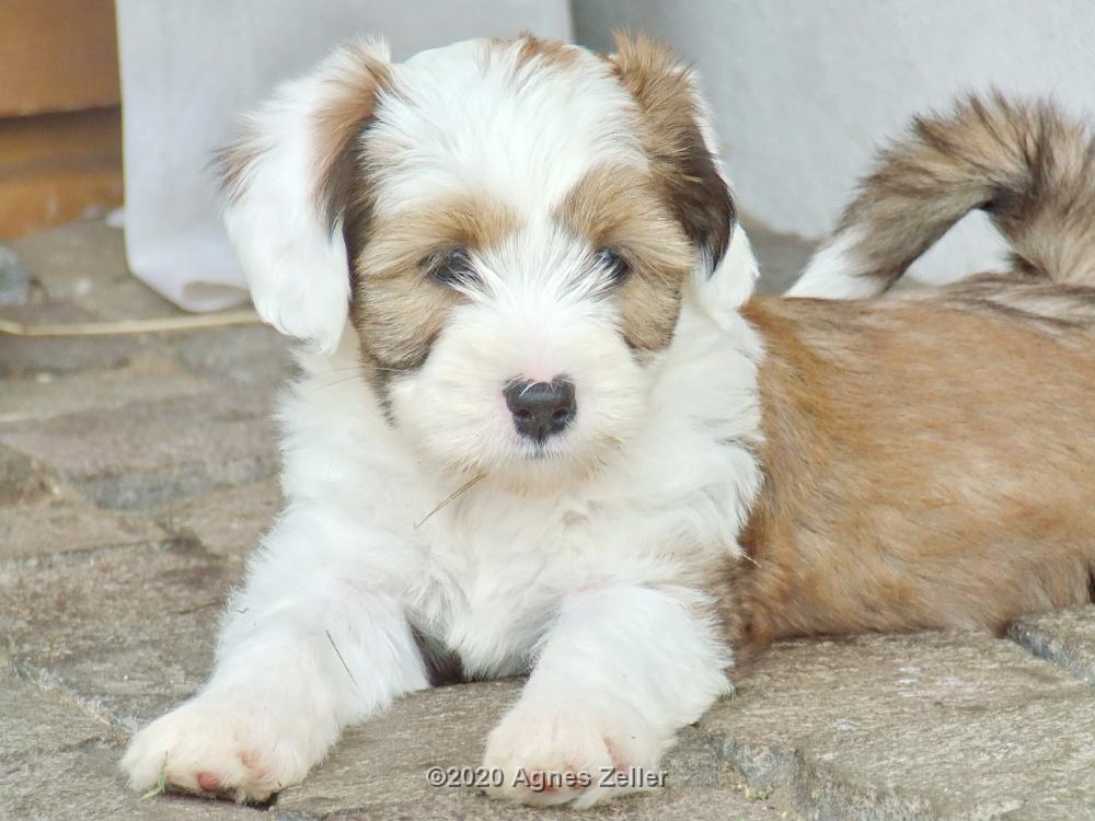 Tinghsa Bells Tibetan Terrier 0181