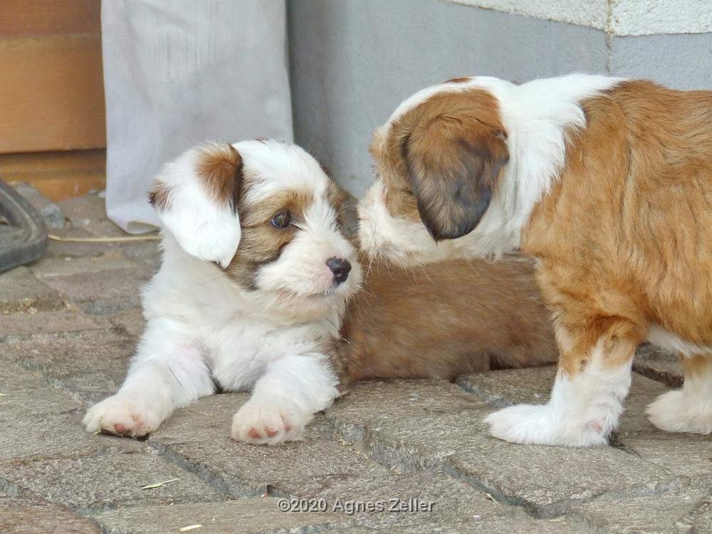 Tinghsa Bells Tibetan Terrier 0182