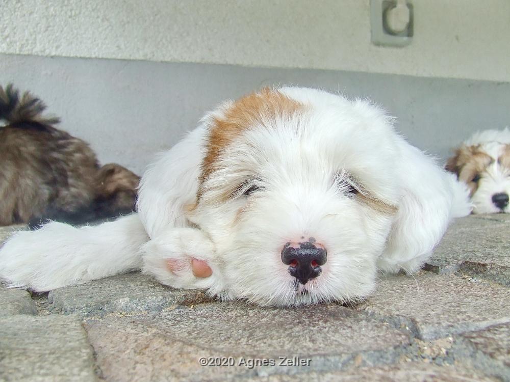 Tinghsa Bells Tibetan Terrier 0187