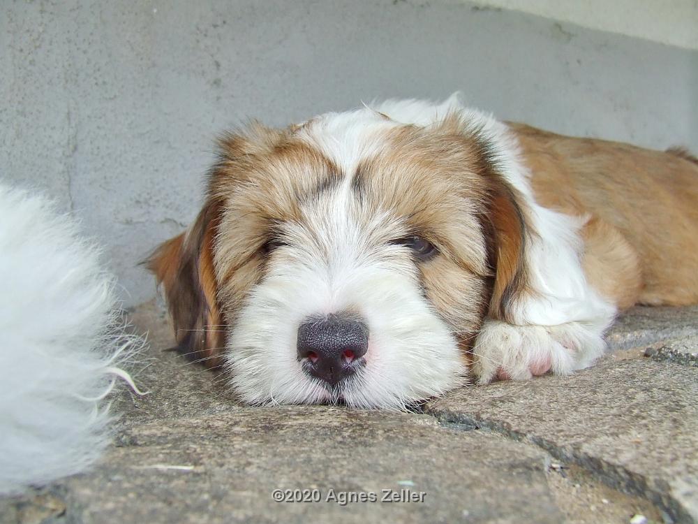 Tinghsa Bells Tibetan Terrier 0190