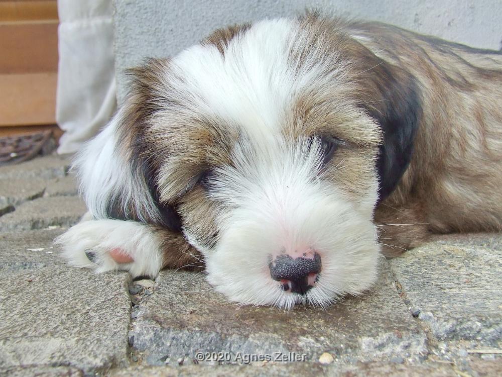 Tinghsa Bells Tibetan Terrier 0192