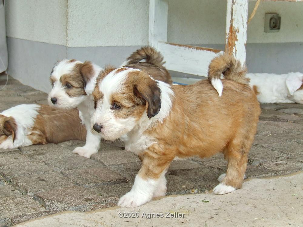 Tinghsa Bells Tibetan Terrier 0193