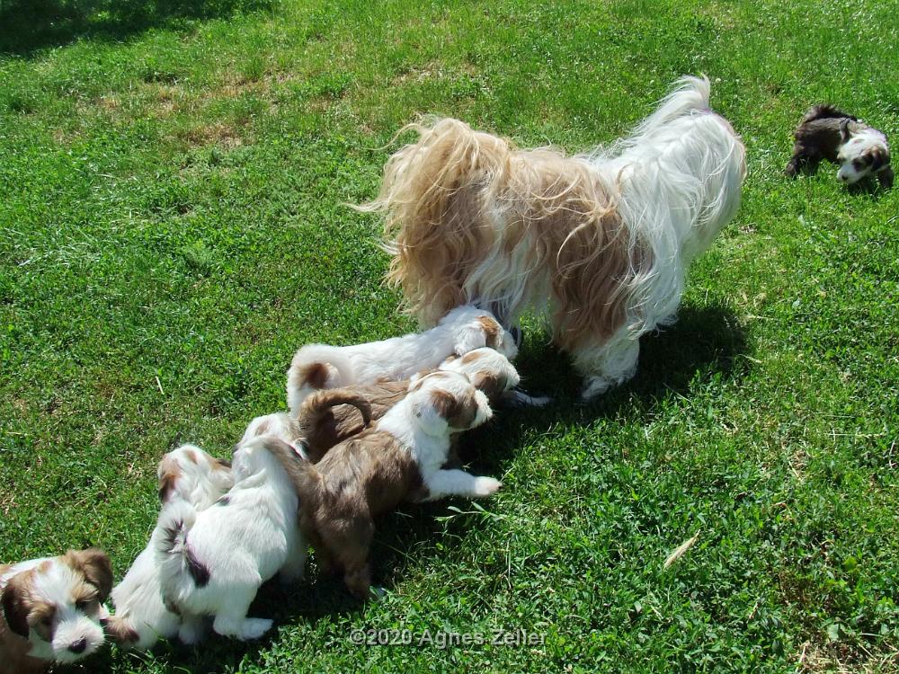 Tinghsa Bells Tibetan Terrier 0196