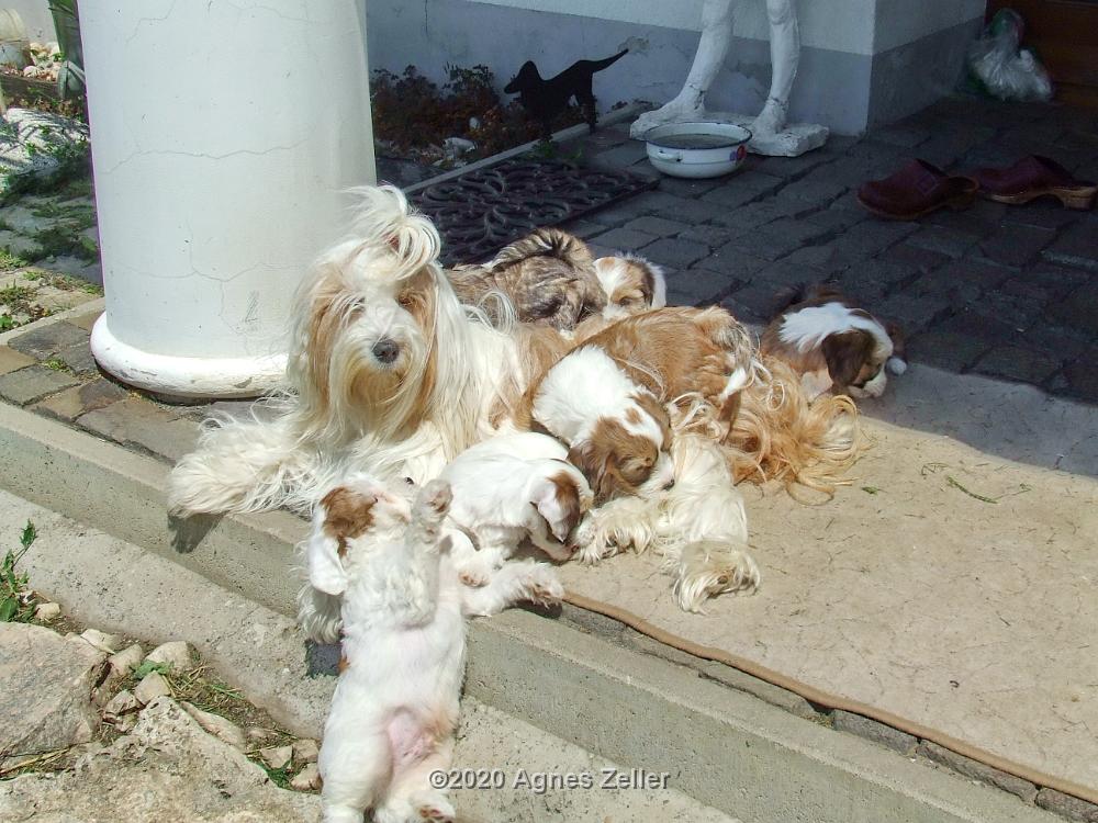 Tinghsa Bells Tibetan Terrier 0198