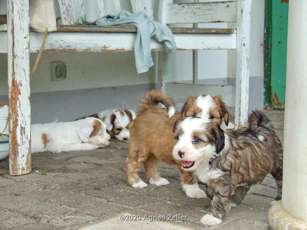 Tinghsa Bells Tibetan Terrier 0202
