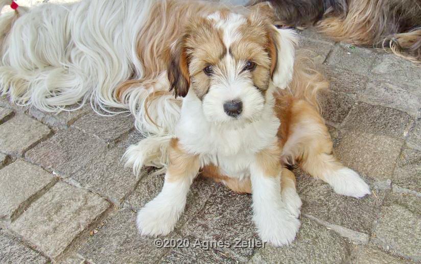 Tinghsa Bells Tibetan Terrier 0203