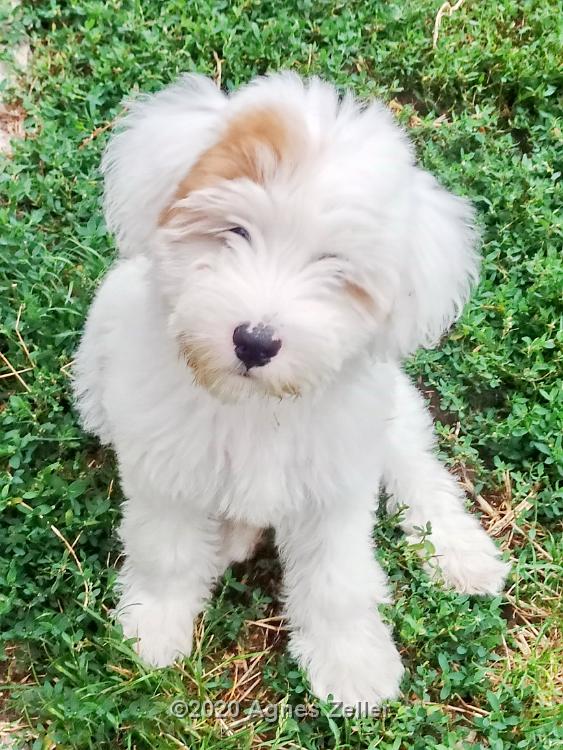 Tinghsa Bells Tibetan Terrier 0212