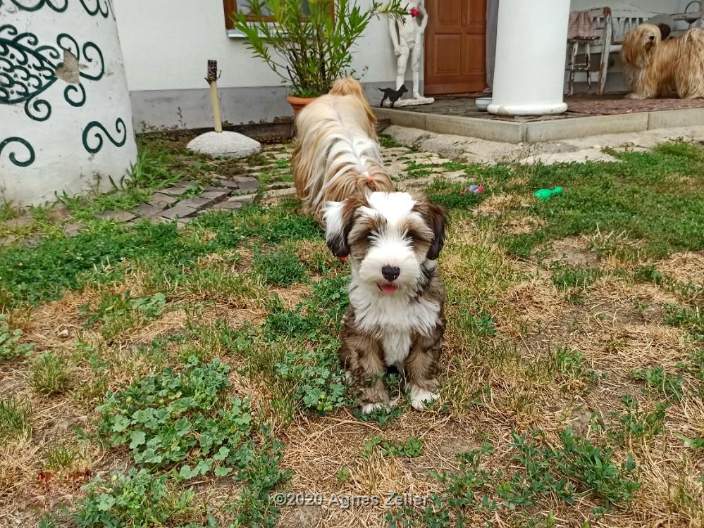 Tinghsa Bells Tibetan Terrier 0213