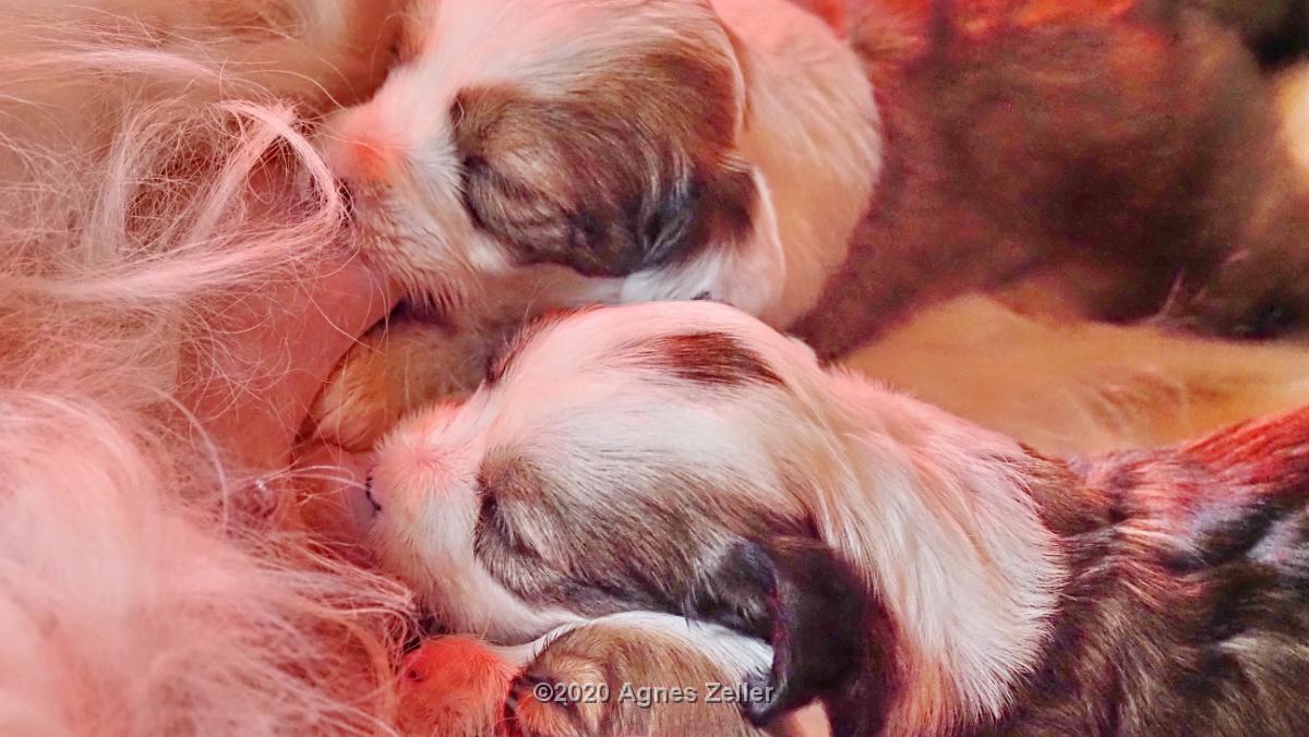 Tinghsa Bells Tibetan Terrier 0226