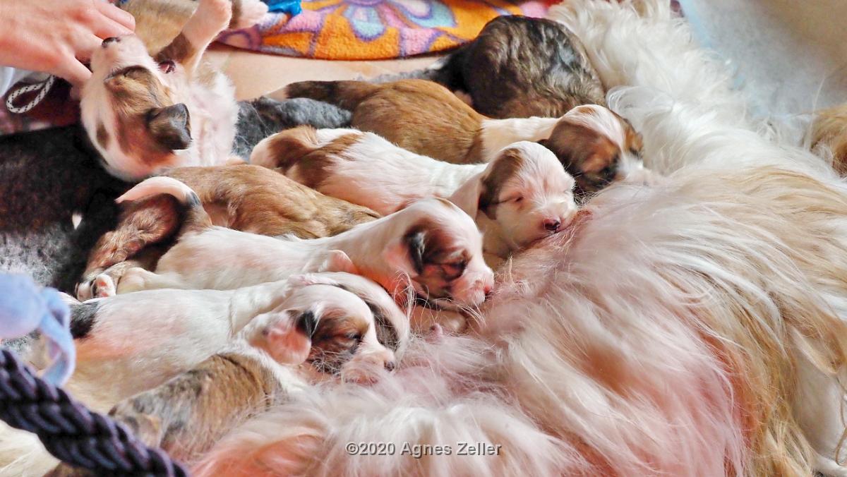 Tinghsa Bells Tibetan Terrier 0232