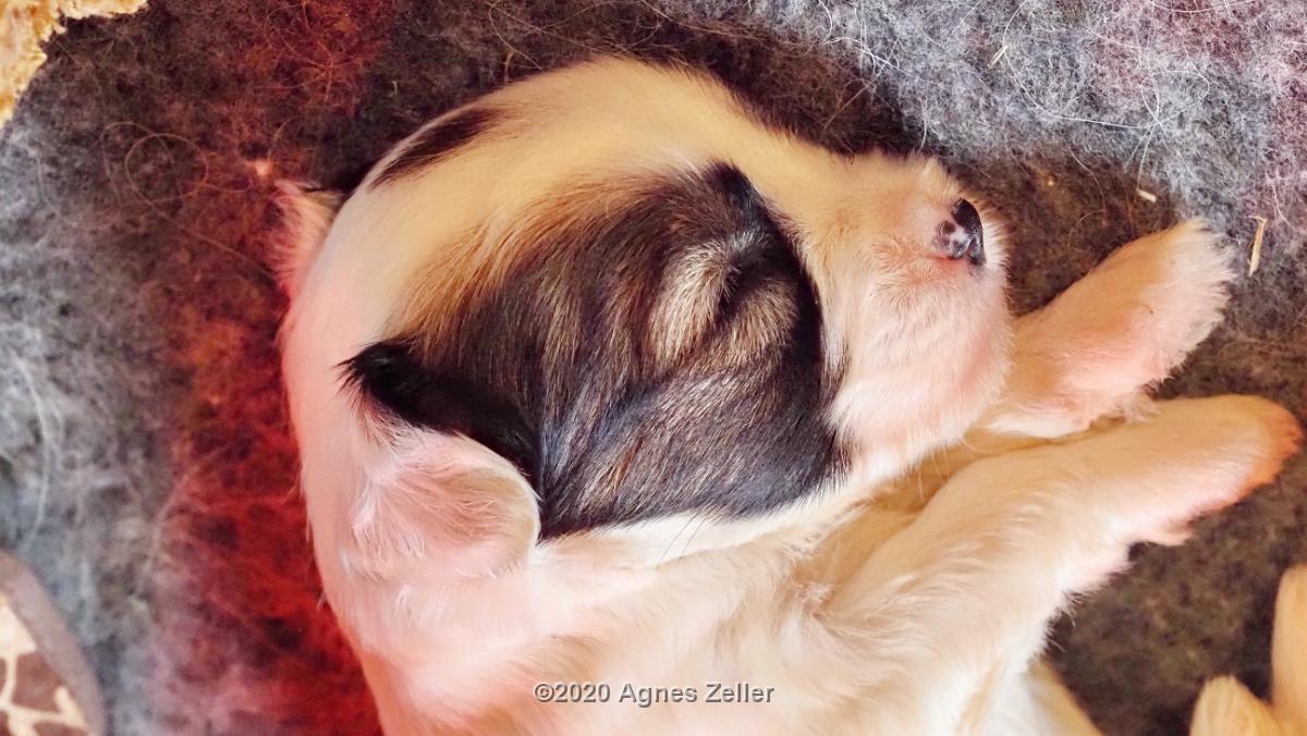 Tinghsa Bells Tibetan Terrier 0236