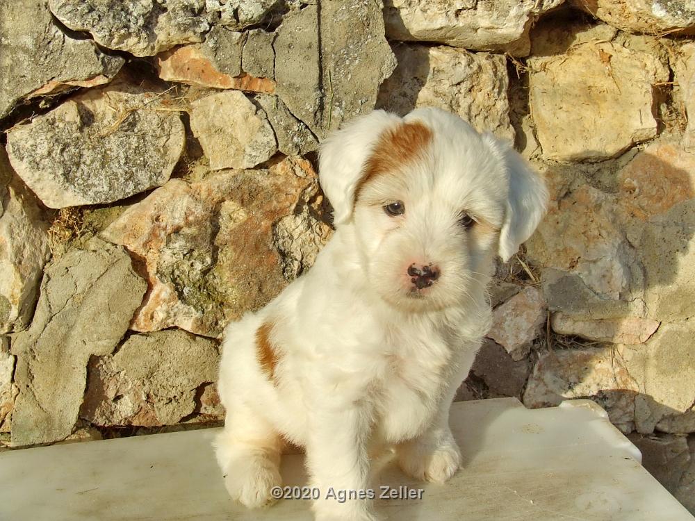 Tinghsa Bells Tibetan Terrier 0251