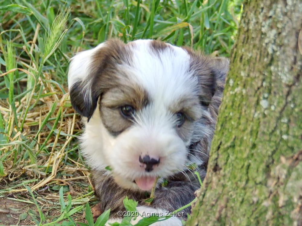Tinghsa Bells Tibetan Terrier 0254