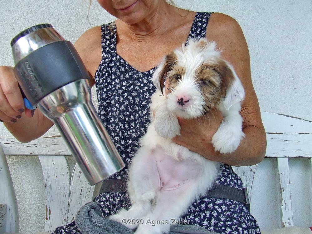Tinghsa Bells Tibetan Terrier 0267