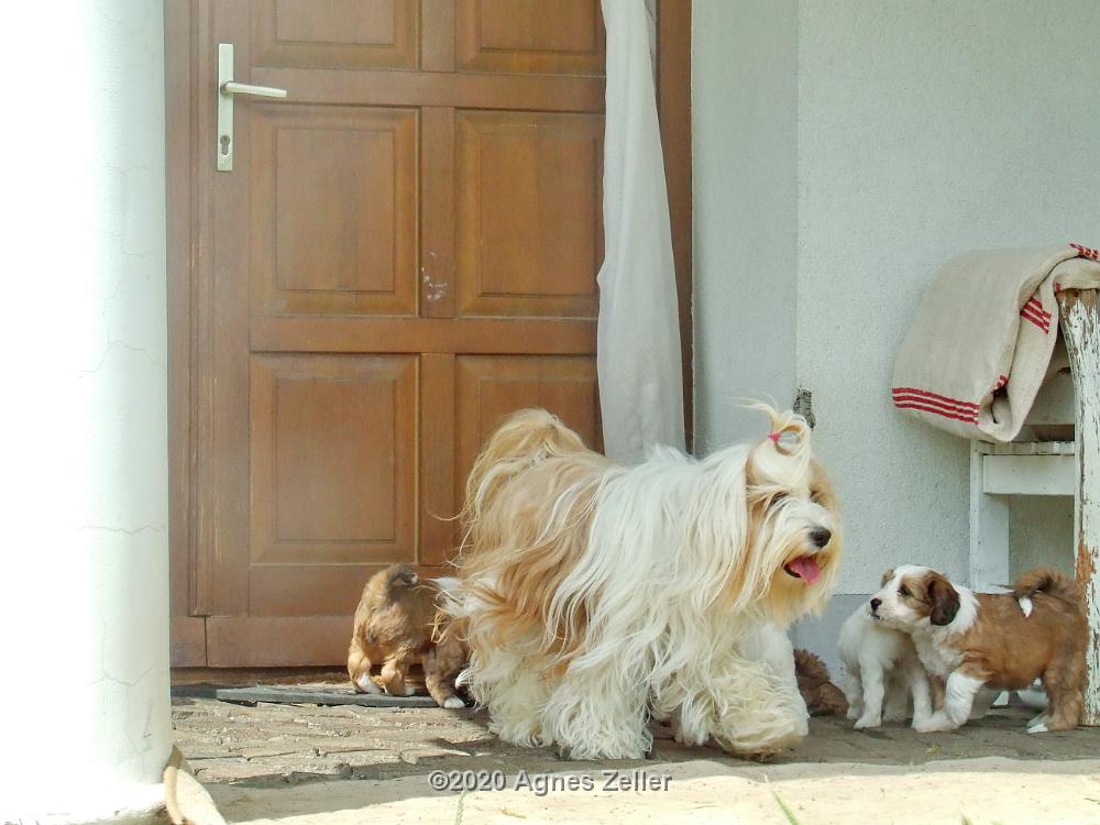 Tinghsa Bells Tibetan Terrier 0288